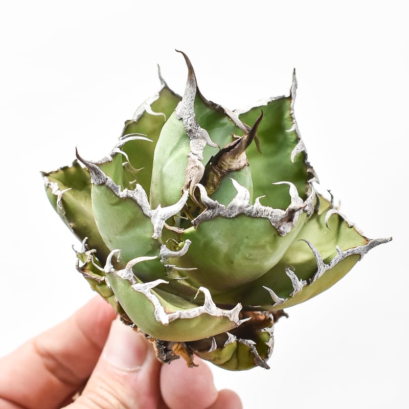 アガベ チタノタ シーザー 凱徹 台湾産 アガベ チタノタ シーザー 凱徹 台湾産