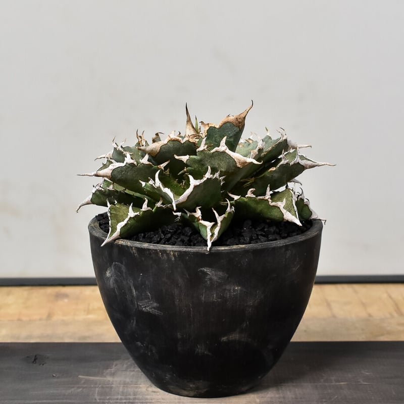 アガベ チタノタ 