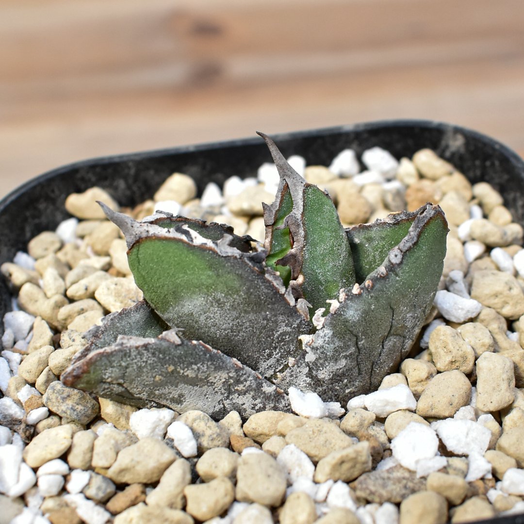 アガベチタノタ　包心龍　発根済 アガベ チタノタ 