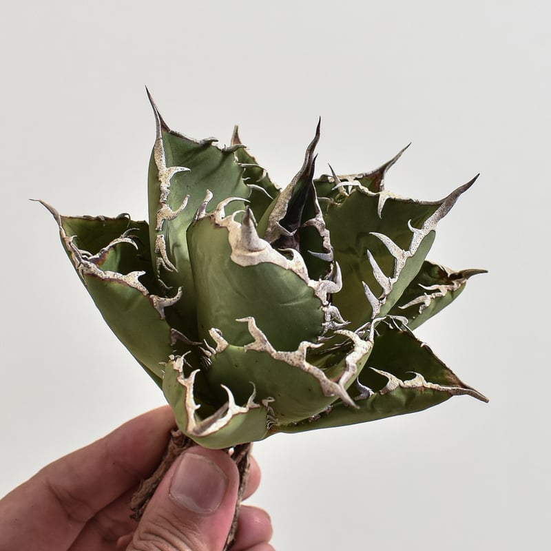 アガベ チタノタ 小島白刺【台湾 dragon agave産/抜き苗/中株