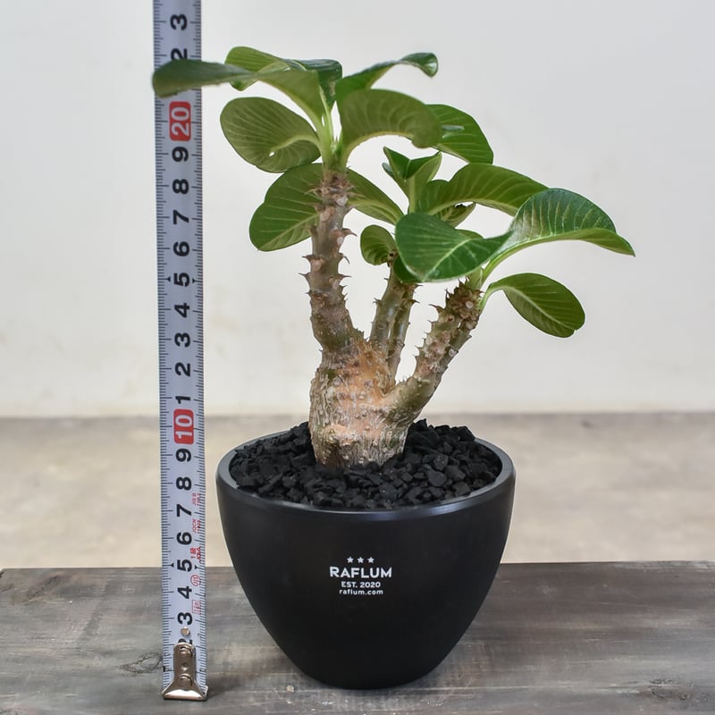 パキボディウムウィンゾリー(実生) パキポディウム ウィンゾリー 実生 23