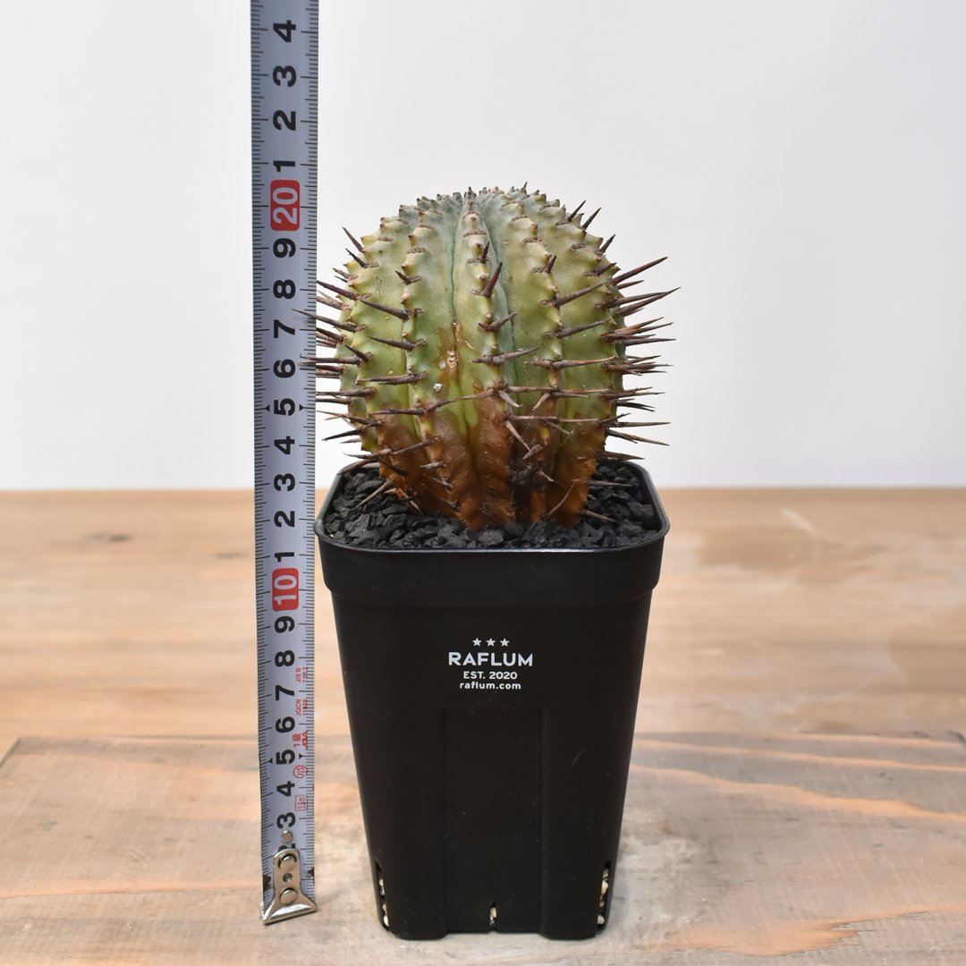 ユーフォルビアホリダ　マジョール ユーフォルビア ホリダ 