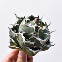 R*i様 33 激レア 超大株 アデニア ペチュエリー 現地球 鮮度抜群 33 激レア 超大株 アデニア ペチュエリー 現地球 鮮度抜群