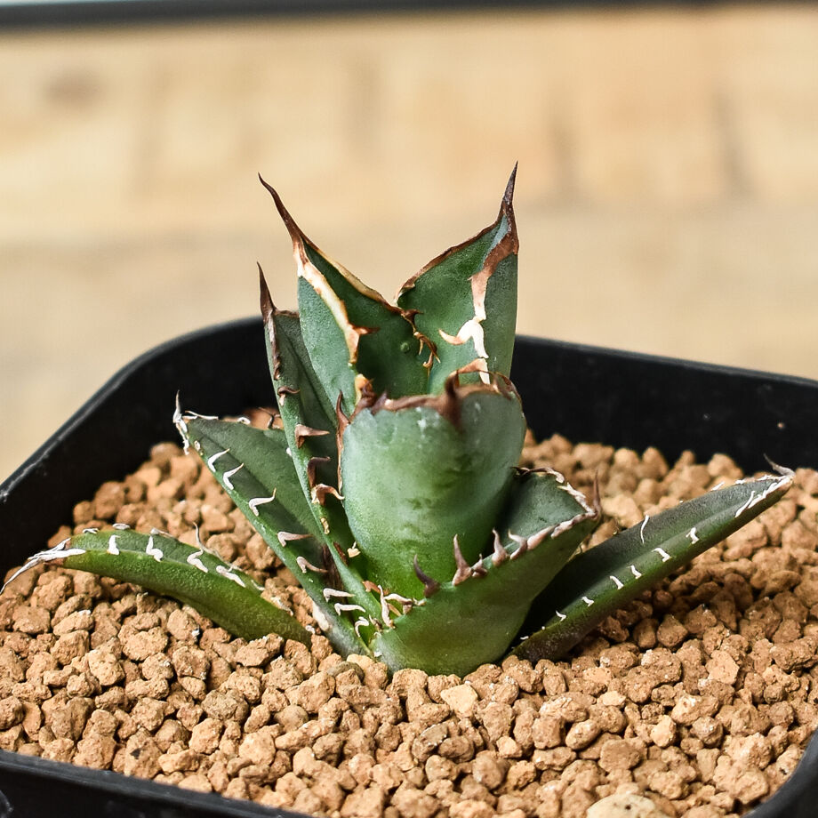 アガベ　チタノタ　選抜ギロチン　guillotine アガベ チタノタ 