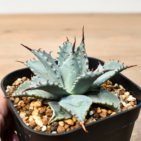 アガベ ハイブリット 日系イシスメンシス×象牙妖炎（陽炎エボリ）【台湾botanical_seeker産】RF25011391