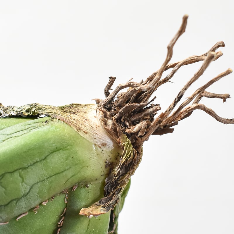 アガベ　実生の子株 アガベ・チタノタ／オテロイ実生、成長記録②(Agave Titanota