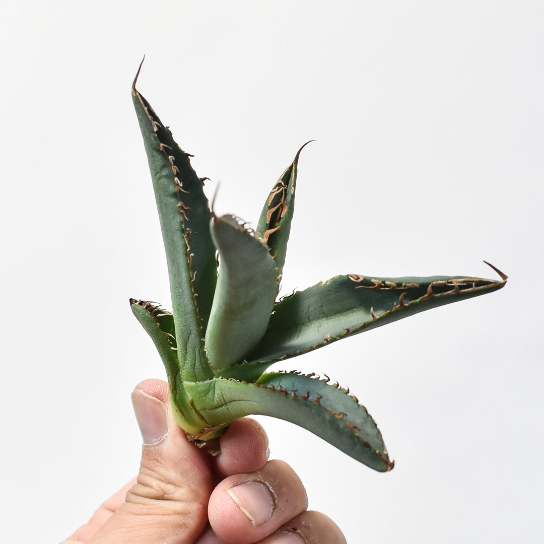 アガベ チタノタ 