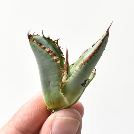 ラスト！激ヤバ実生選抜 【 Loop plants 005 】 検 冰雹 麻花龍 麻花龍 | STORES