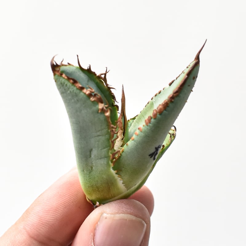 アガベ チタノタ アガベ チタノタ