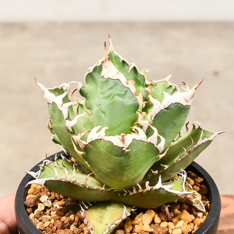 アガベ　レッドキャットウィーズル　大株　約20センチ　実生5年 アガベ チタノタ レッド キャットウィーズル（赤猫）033 – linkplants