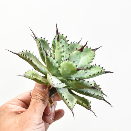 アガベマクロアカンサ | STORES