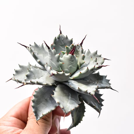 アガベ ハイブリット アメリカ白銀甲蟹(美系白銀)×象牙妖炎【台湾botanical_seeker産/選抜株】RF25011800