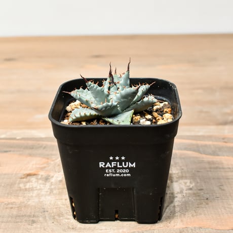 アガベ ハイブリット 日系イシスメンシス×象牙妖炎（陽炎エボリ）【台湾botanical_seeker産】RF25011390