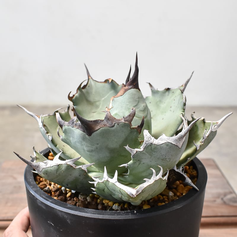 アガベ チタノタ フェニックス 