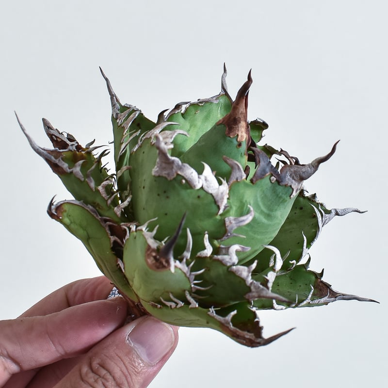 アガベ チタノタ　黒火焔　特選　台湾由来　Berlin産 アガベ チタノタ 黒犀牛 台湾berlin産 - 観葉植物・生花・ドライ