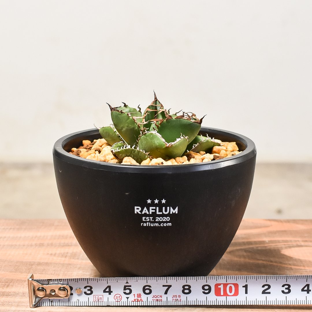 FLSTS　鉢付き　寒冷地国内実生　アガベ　モンタナ　低重心⑤ FLSTS様専用 鉢付き 寒冷地国内実生 アガベ モンタナ 低重心⑤