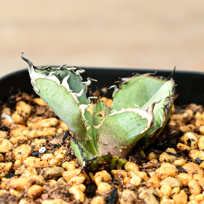 アガベ チタノタ 