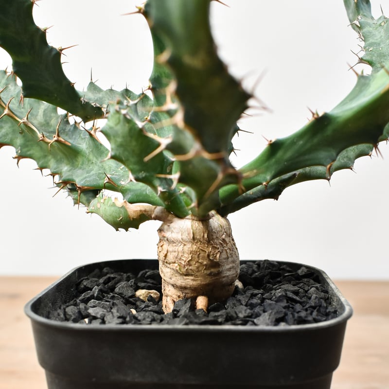 ユーフォルビア クラビゲラ【実生】 RFHK25011506 | RAFLUM / ラフラム