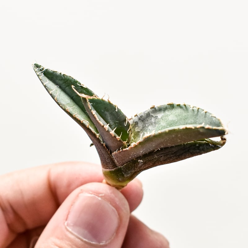 アガベ　巨獣 アガベ チタノタ 巨獣 【台湾 dragon agave産/発根済み/中株