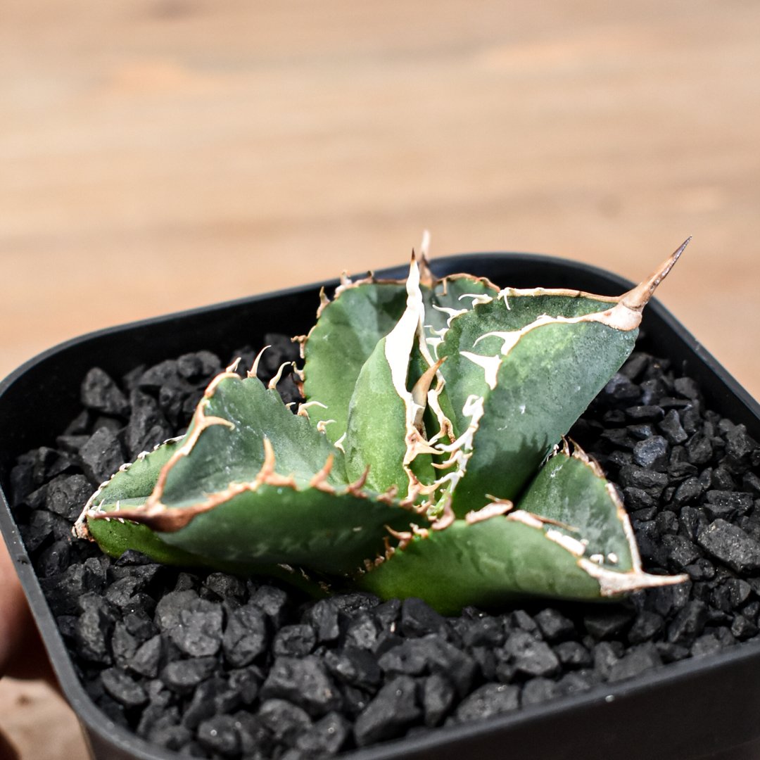 アガベ チタノタ 