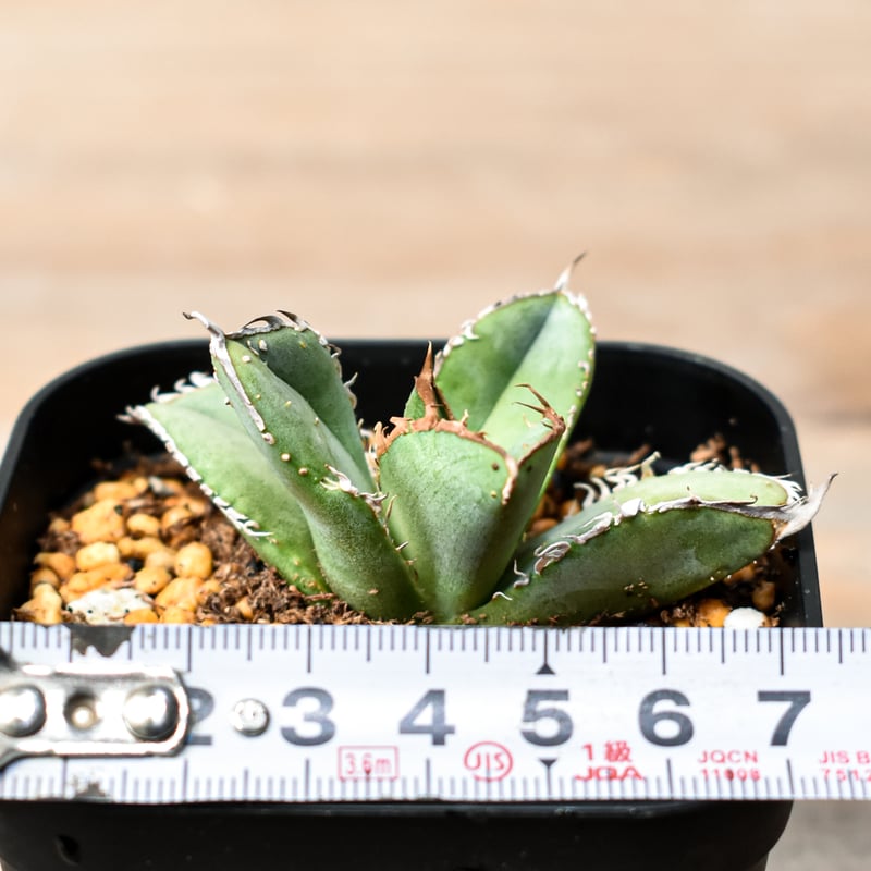 アガベ チタノタ 