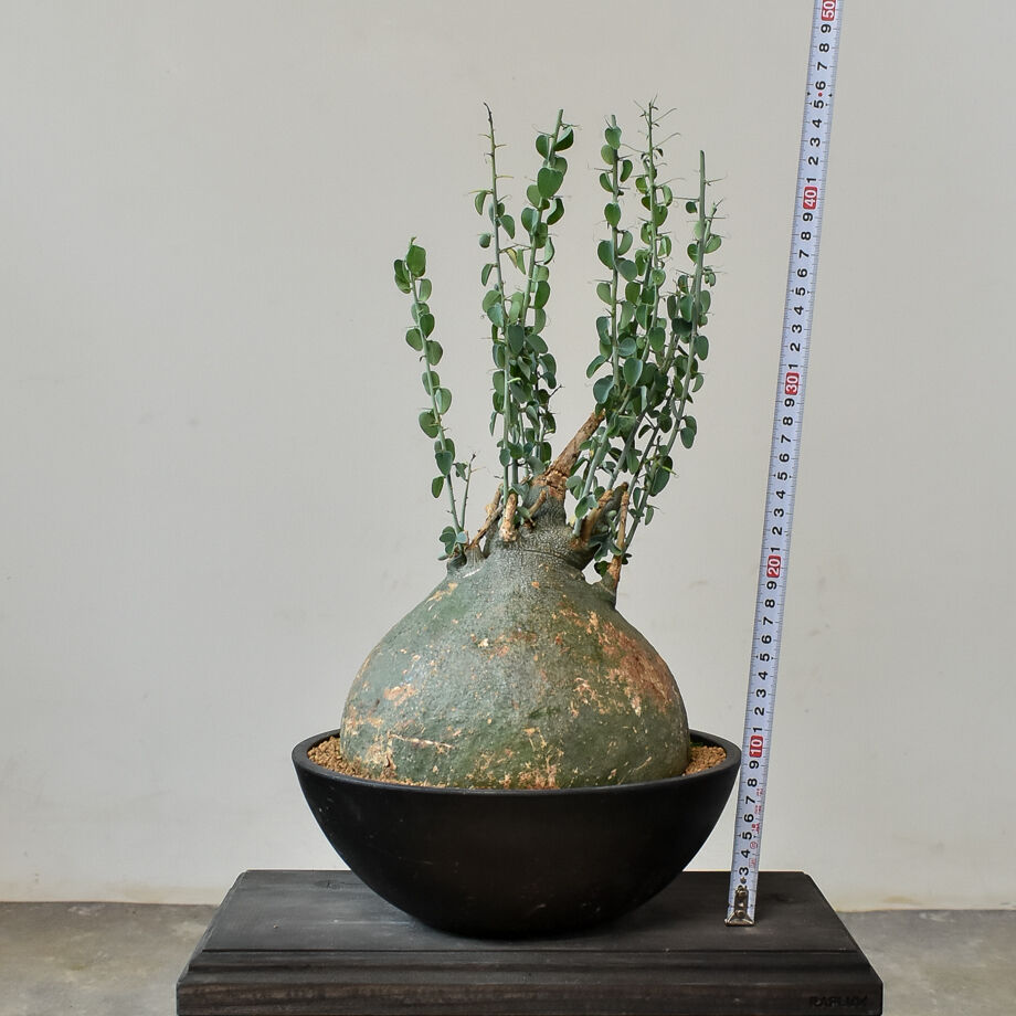ド扁平ムチムチ緑スライム　幹幅20cm↑　ブサカワ 発根済　アデニア　スピノーサ ド扁平ムチムチ緑スライム 幹幅20cm↑ ブサカワ 発根済 アデニア