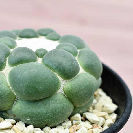 コリファンタ 刺無象牙丸 【カキ仔】RFHK-300