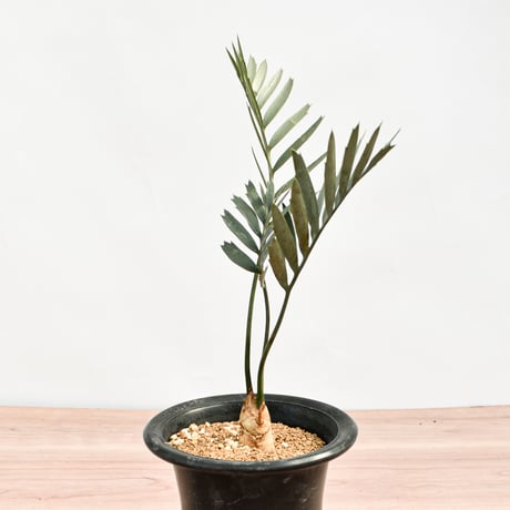 【国際希少野生動植物種登録票付】エンセファラルトス レーマニー RFHK-388
