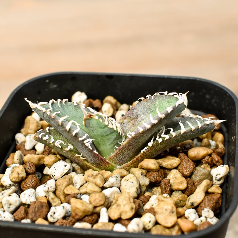 アガベ チタノタ ゴジラ 