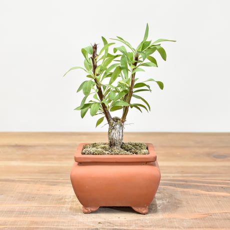 【“WACK” ON YOUR SIDE】フォークイエリア ファシクラータ WACK-A107