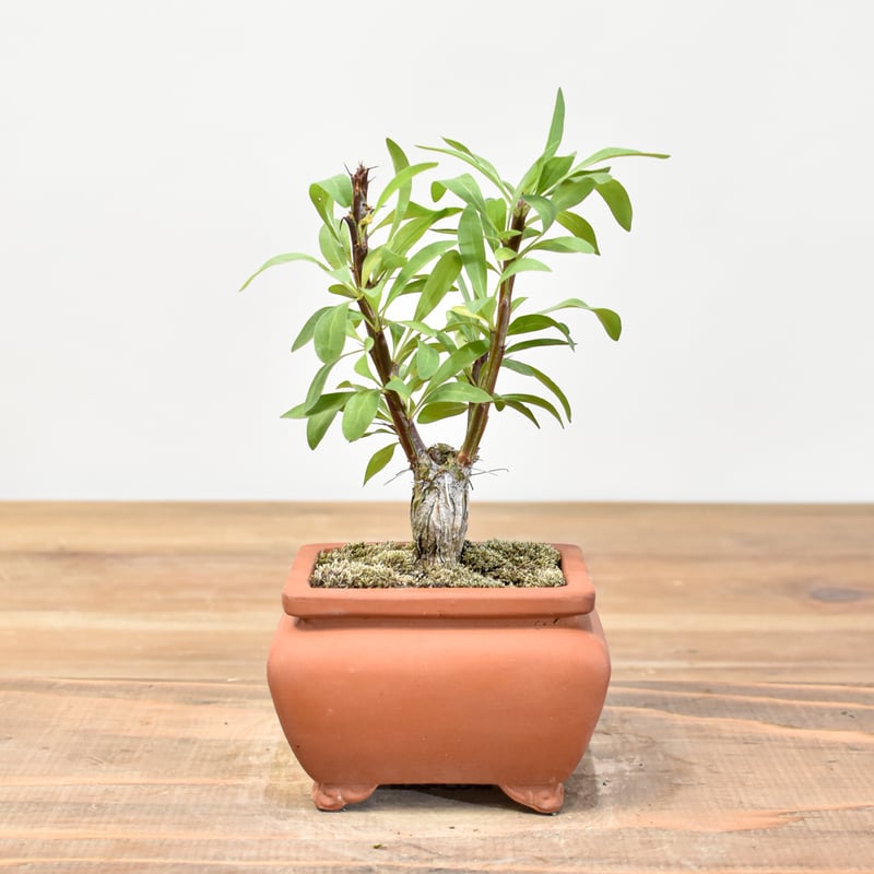 WACK” ON YOUR SIDE】フォークイエリア ファシクラータ WACK-A107