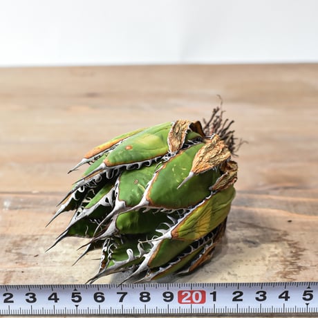 アガベ 精品ホリダ "精品狂刺霍利達"【台湾 dragon agave産/中株/抜き苗】A93