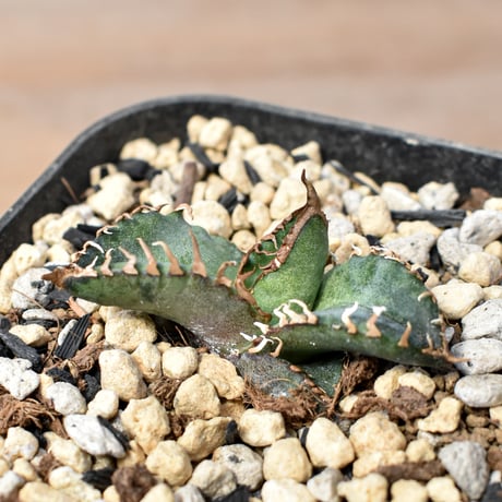 アガベチタノタオテロイ | STORES