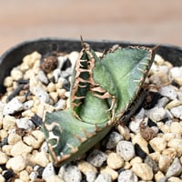 アガベ チタノタ 