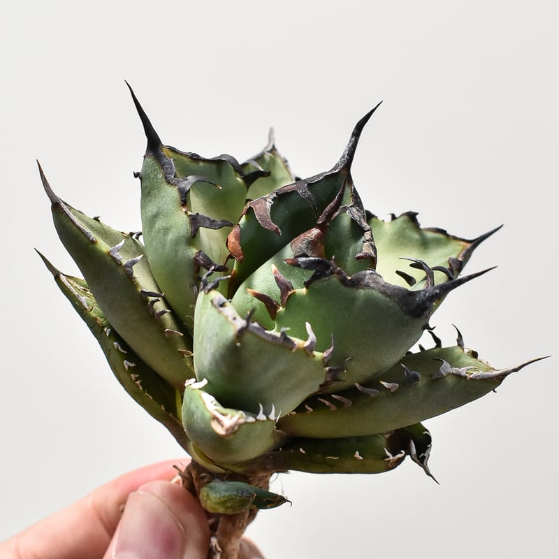 【♥️アガベ】黒鯨　コレクション株 ♥️アガベ】黒鯨 コレクション株 【公式通販】