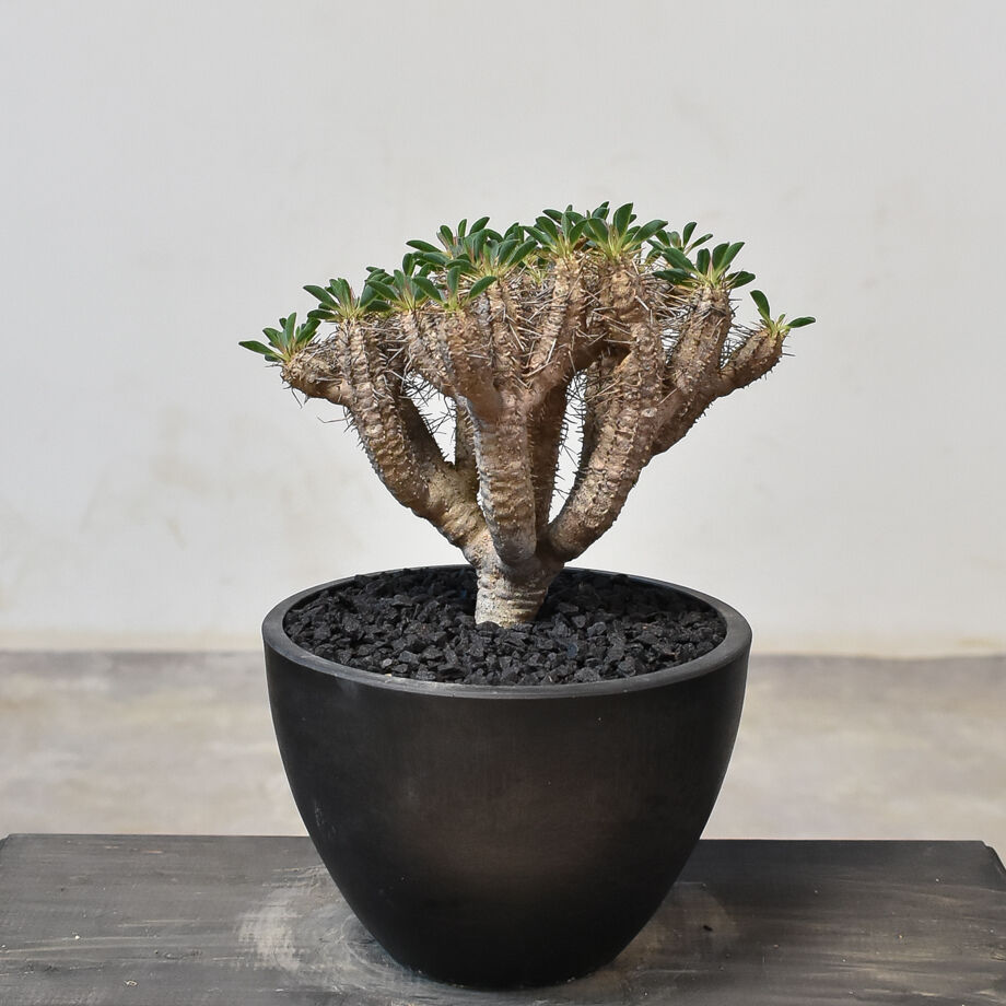 ユーフォルビア ギラウミニアナ 現地株 発根済 ユーフォルビア