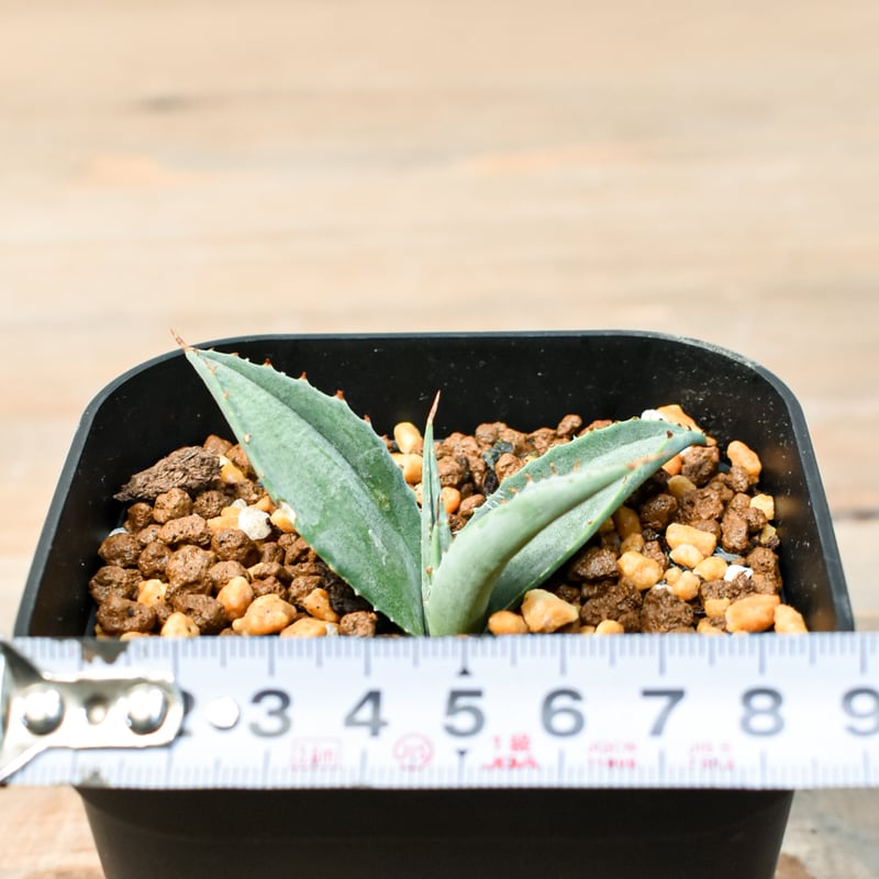 アガベ 特白肌怒雷神×笹の雪 台湾HYB アガベ ハイブリット 