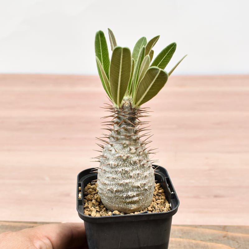 グラキリス　エブレネウム　実生。 パキポディウム・エブレネウム実生5ヶ月｜.plants bless you.
