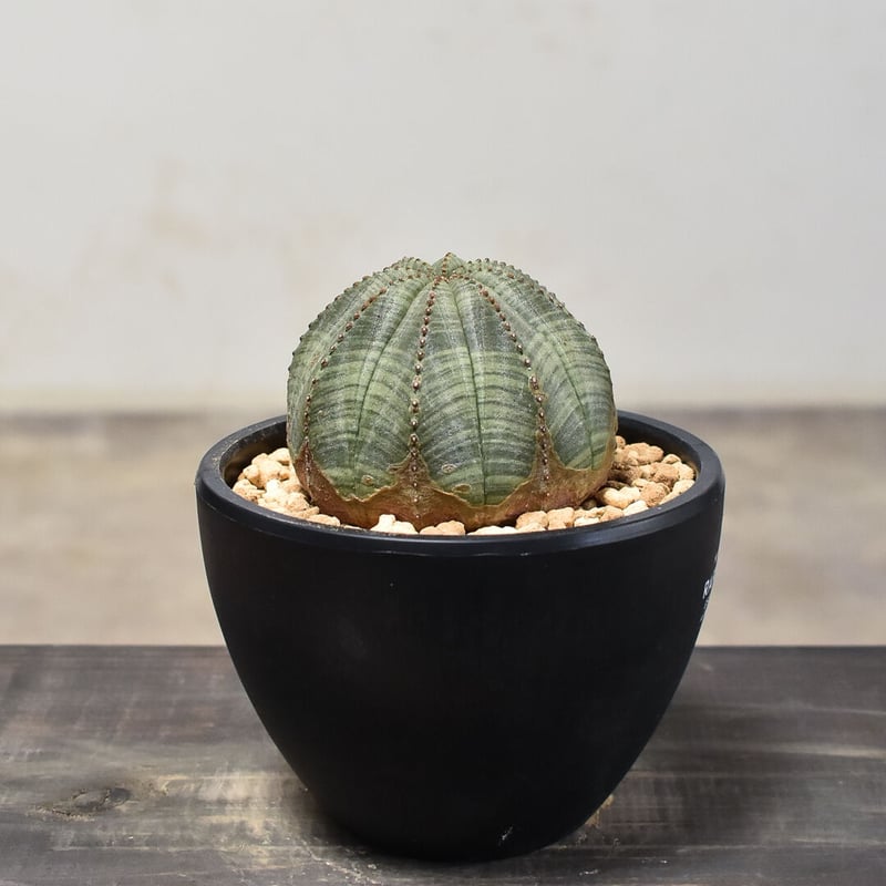 ユーフォルビア オベサ /オールド オベサ （発根済み）RF230394(T