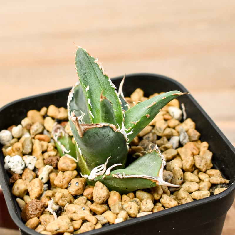 ⭐️モンブラン⭐️総チタン鉱張りTitaniumチタノ⭐️No17220入手困難モデル ⭐️モンブラン⭐️総チタン鉱張りTitaniumチタノ⭐️No17220