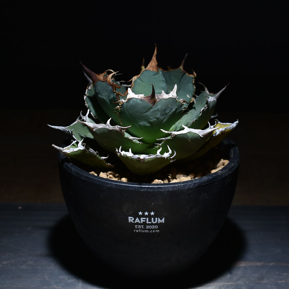 アガベ チタノタ 