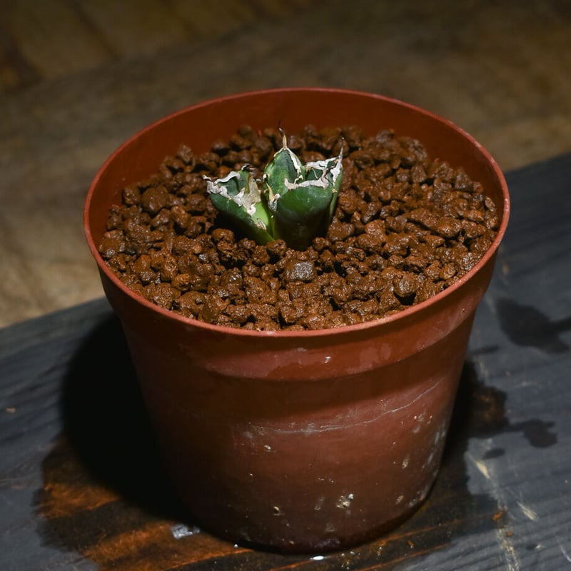 アガベ チタノタ 