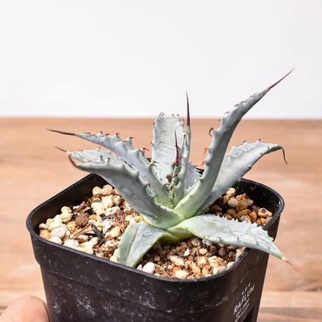 アガベ ハイブリット 雷帝×妖炎(イシスメンシス×ユタエンシス) 【台湾botanical_seeker産】B