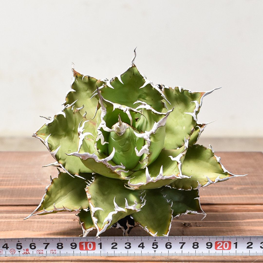 アガベ　狂刺夕映　狂雨　鬼雨　子株　検チタノタ　オテロイ　オアハカ　千鳥影　悪魔 アガベ チタノタ 狂刺夕映 鬼雨 親株 選抜株 発根済み 【公式通販】