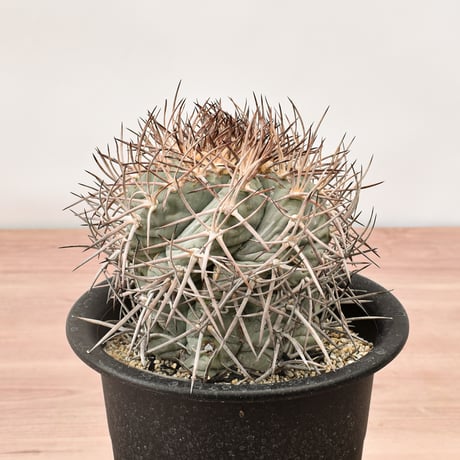 エキノカクタス 太平丸 "強刺ブルーニコリー"  【台付】RFHK-123