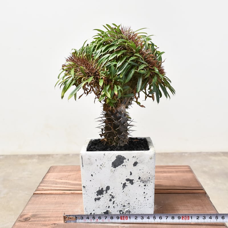 【発根剤/鉢込/送料無料】トゲ無 綴化 パキポディウム ラメリー 発根剤/鉢込/送料無料】トゲ無 綴化 パキポディウム ラメリー