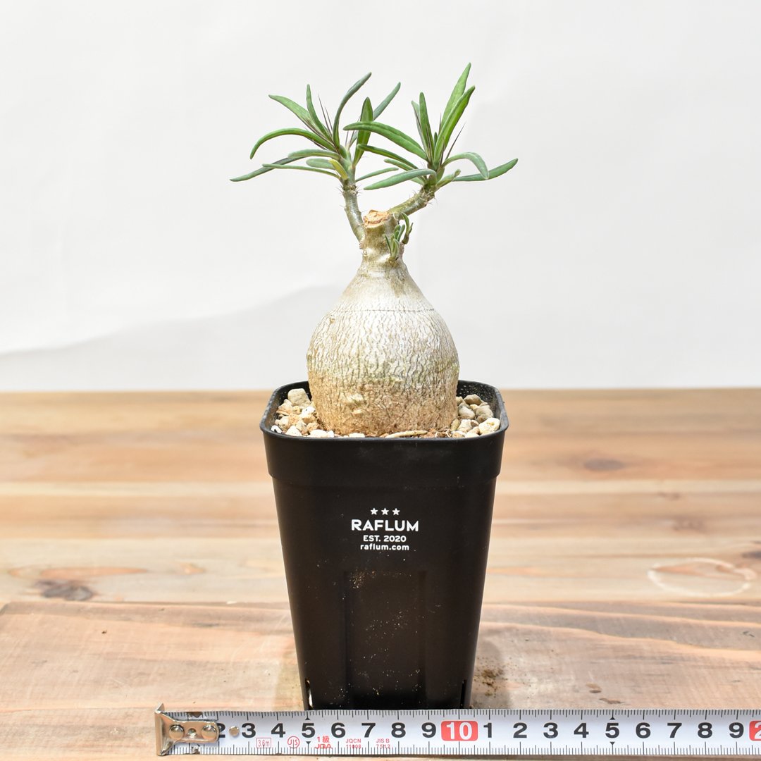 パキポディウム・ビスピノーサム 【発根済み】HK25010507 | RAFLUM