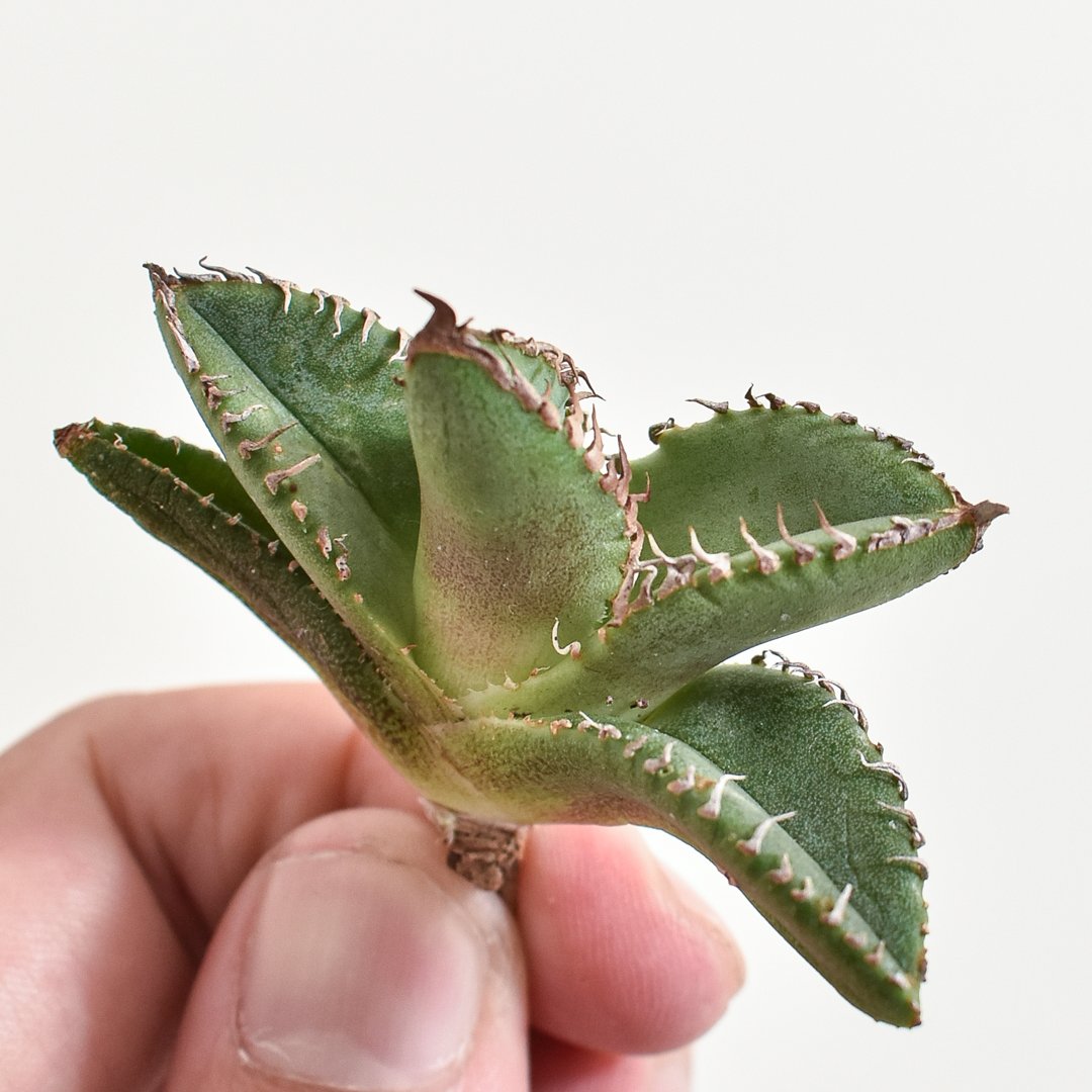 星空.チタノタ.子株.ブツブツ アガベ チタノタ 麻花龍 親株サイズ