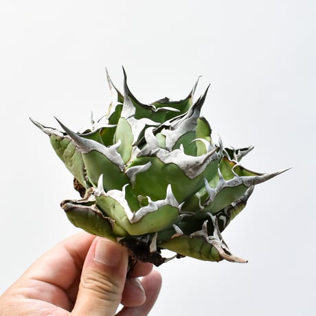 アガベ チタノタ "精品ハデス" / 精品黒帝斯、精品恐竜牙歯 【台湾 dragon agave産/中株/抜き苗】B