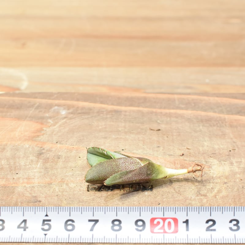 アガベ チタノタ 